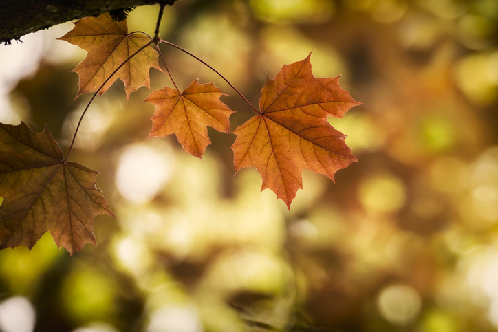 The Essential Autumn Newsletter
